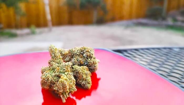 cannabis buds on a red table