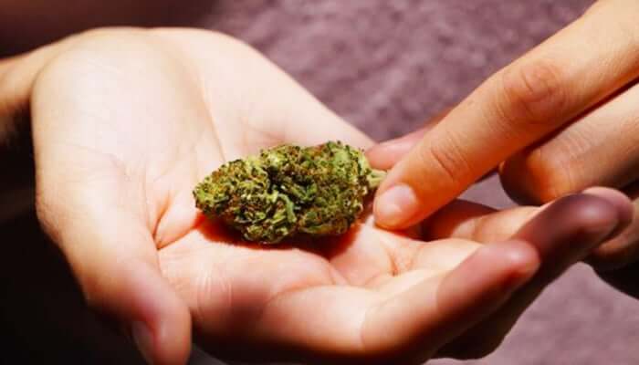 holiding cannabis