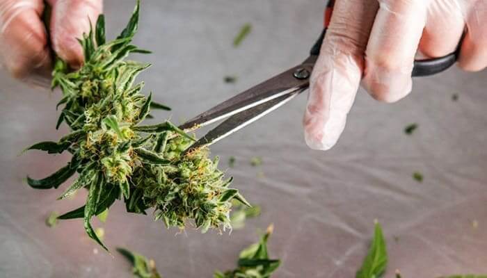 trimming cannabis flower