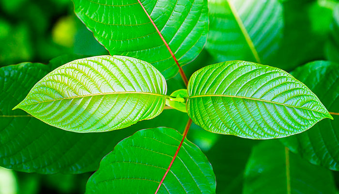 How can kratom be used to improve one’s health