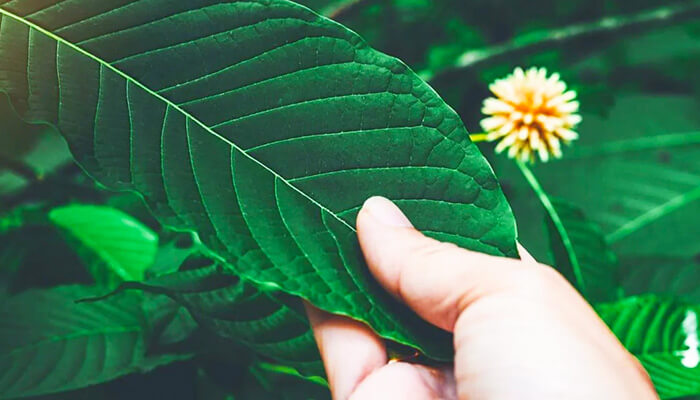 How to take kratom for the best results
