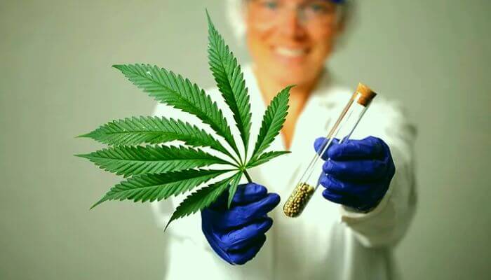 How is Marijuana used for Medical Purposes