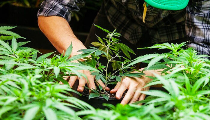 Cannabis farming in Phuket