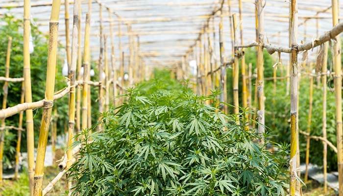 Climate in Phuket for cultivating cannabis.