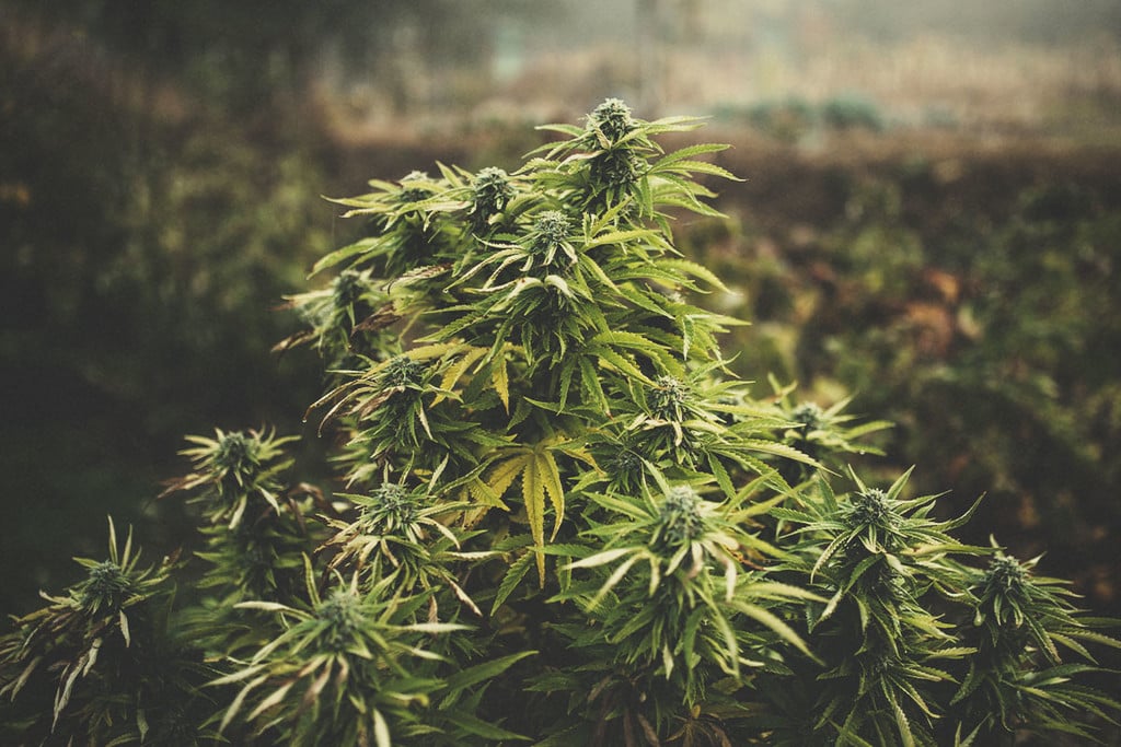 well grown Cannabis Plant