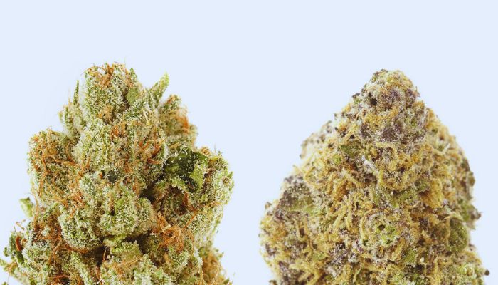 Sativa and Indica , 2 different type of cannabis strain 